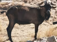 Billy Goat, Alpine goat — photo 2