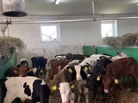Lembu jantan, Simmental cattle — foto 7