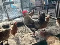 بز ماده, بز — عکس 2