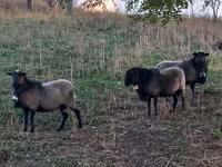 قوچ, Romanov sheep — عکس 2