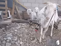 ছাগী, ছাগল — ছবি 2