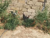 Chickens — عکس 2