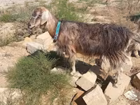 Kambing betina, Goats — foto 3