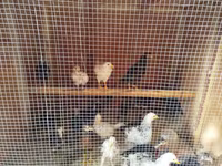Chickens — foto 5