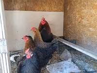 Chickens — foto 2
