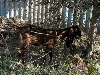 แพะตัวเมีย, Kamori goats — รูปภาพ 4