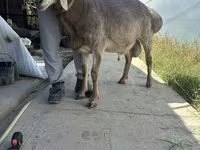 قوچ, Arashan sheep — عکس 1