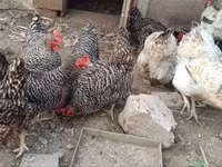 Chickens — foto 1