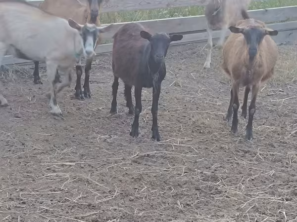 公山羊, Goats