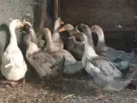 Domestic Muscovy — sawirka 3