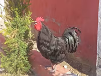 Chickens — fotografija 2