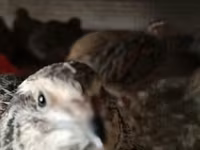 Quails — تصویر 3