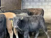 Бик, Simmental cattle — снимка 4