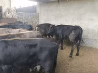 Toro, Karaku — foto 4