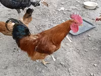 Chickens — լուսանկար 3