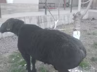 Kambing jantan, Sheep — foto 8