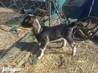 Koza, Alpine goat — foto 6