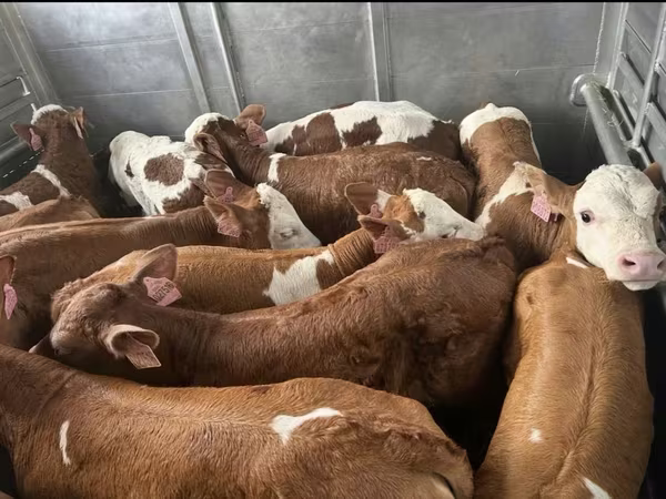 Byk, Simmental cattle