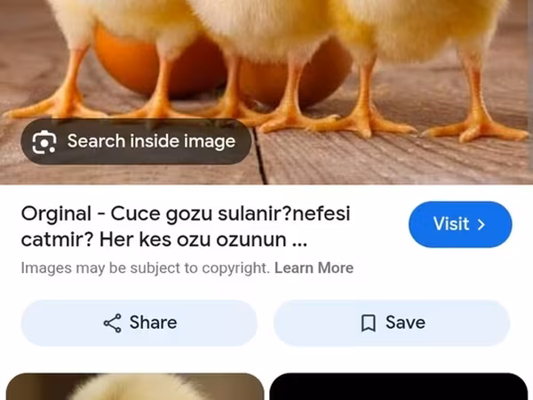 Chickens — Azerbaijan