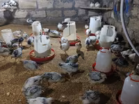 Chickens — รูปภาพ 8