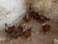 Ducks — عکس 1