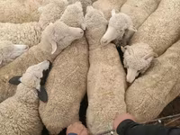 Baran, Kazakh meat-wool sheep — zdjęcie 2