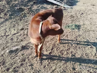 İnek, Sığır — foto 2