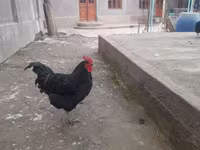Chickens — الصورة 4