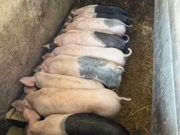 Prasata (šarže, pohlaví neuvedeno), Prasata
