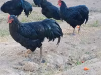 Chickens — снимка 1