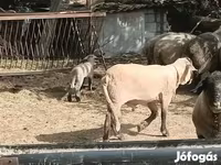 Beran, White Suffolk sheep — foto 1