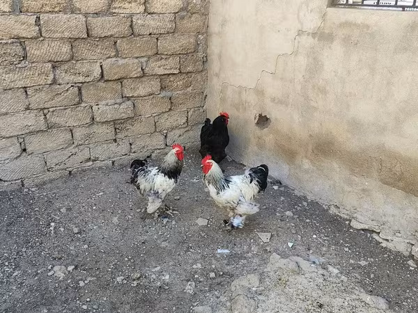 برہما