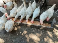 Chickens — zdjęcie 1