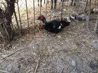 Ducks — รูปภาพ 5