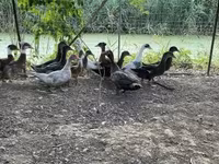 Ducks — 사진 2