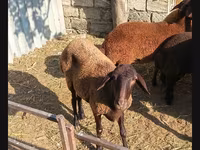 ஆண் ஆடு, ஆடுகள் — புகைப்படம் 2
