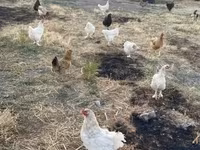 Chickens — foto 1