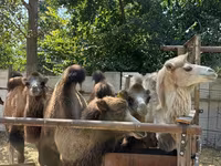 Unta jantan, Camels — foto 2