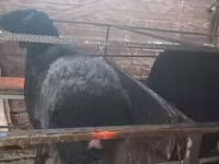 Domba jantan, Sheep — foto 5