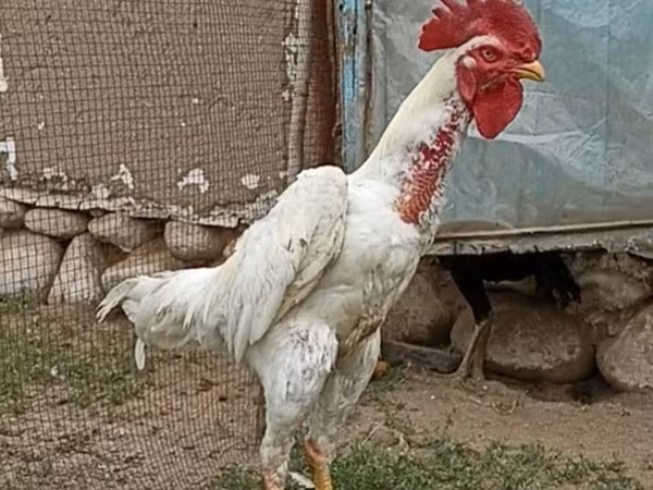 Chickens