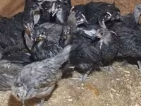 Australorp — zdjęcie 7