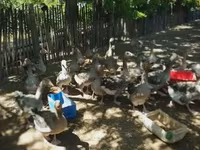 Geese — 1 зураг