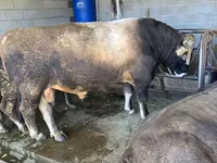วัวตัวผู้, Swiss cattle — รูปภาพ 3