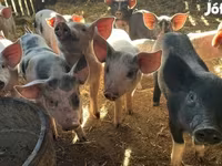 Babi hutan, Pigs — foto 1