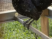 Chickens — fotografija 2