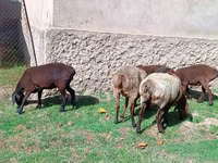 میش, گوسفند — عکس 3