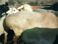 Ram, Hissar sheep — foto 6