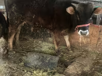 Lembu jantan, Cattle — foto 1