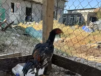 Chickens — foto 6