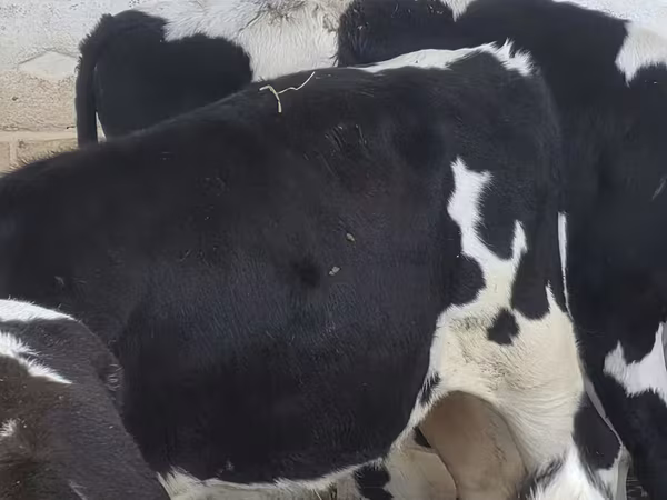 Býk, Russian Black pied cattle